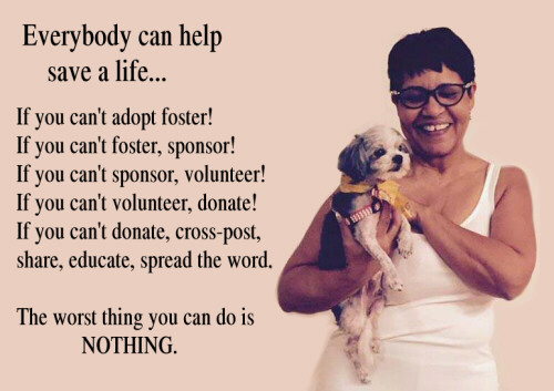 Donate adopt foster volunteer